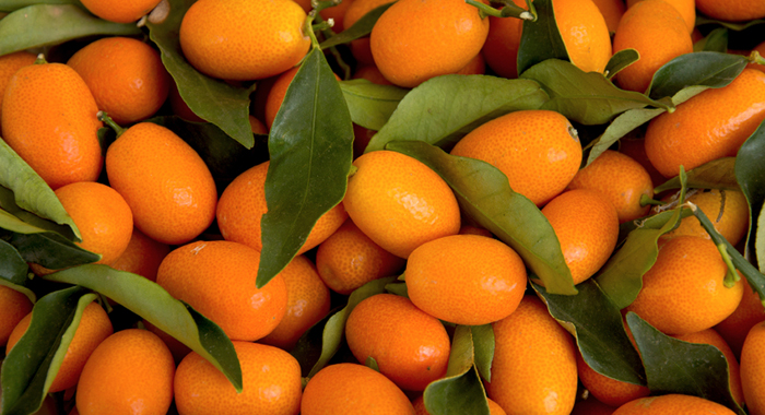 kumquat-kkkhealth